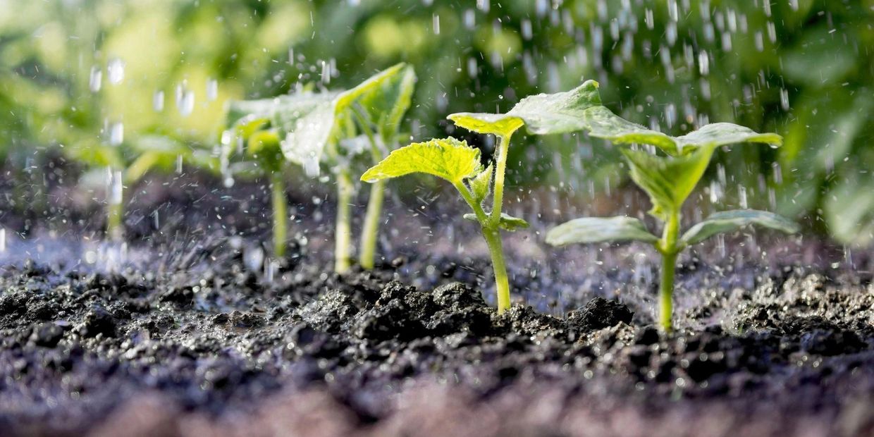 Plant Growth Progress