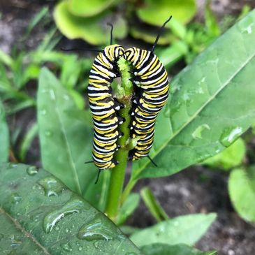 Two striped caterpillars cling to a green plant stem.