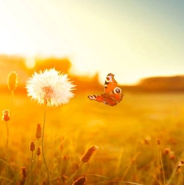 A butterfly flies near a glowing dandelion in a sunlit field.