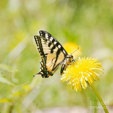 Swallowtail butterfly feeding on a bright yellow dandelion flower.