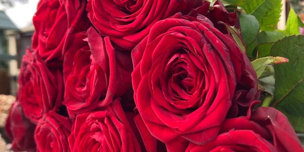 Red Roses, Valentines Day, Fresh Flowers, valentines flowers