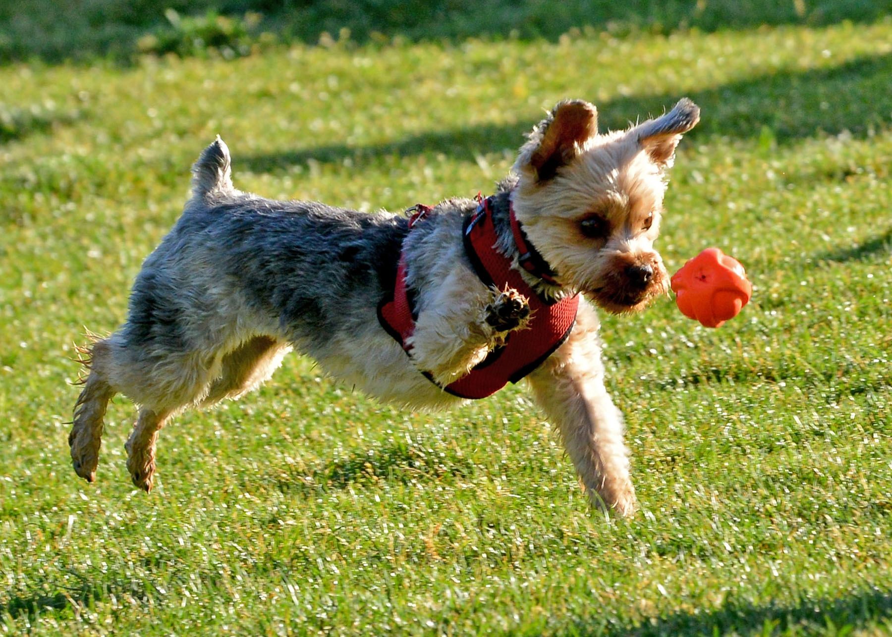 SaddleBrooke Dog Park- private community park
