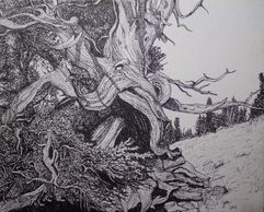 "Bristlecone Study #5" 2016 (8x10" on canvas panel)