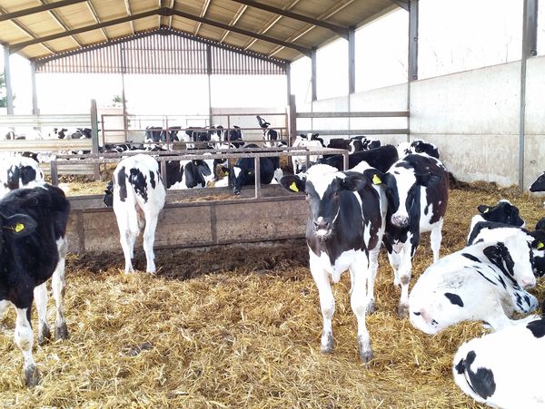 livestock in a farm