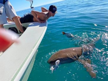 Man leaning off boat to observe sharks swimming.