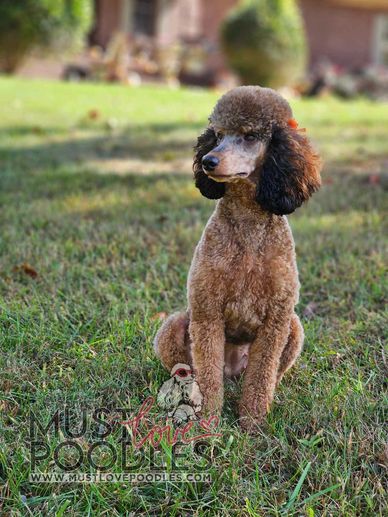 Brown poodle sitting on grass.