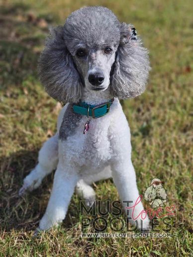 A gray and white poodle sitting on grass.