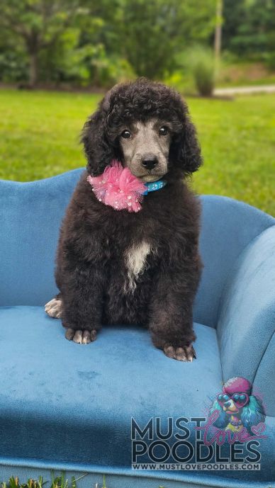 Adorable black poodle puppy with a blue collar and pink flower sitting on a blue chair.