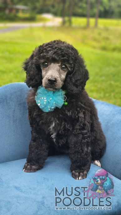 Adorable black poodle puppy with teal bow sitting on blue chair.