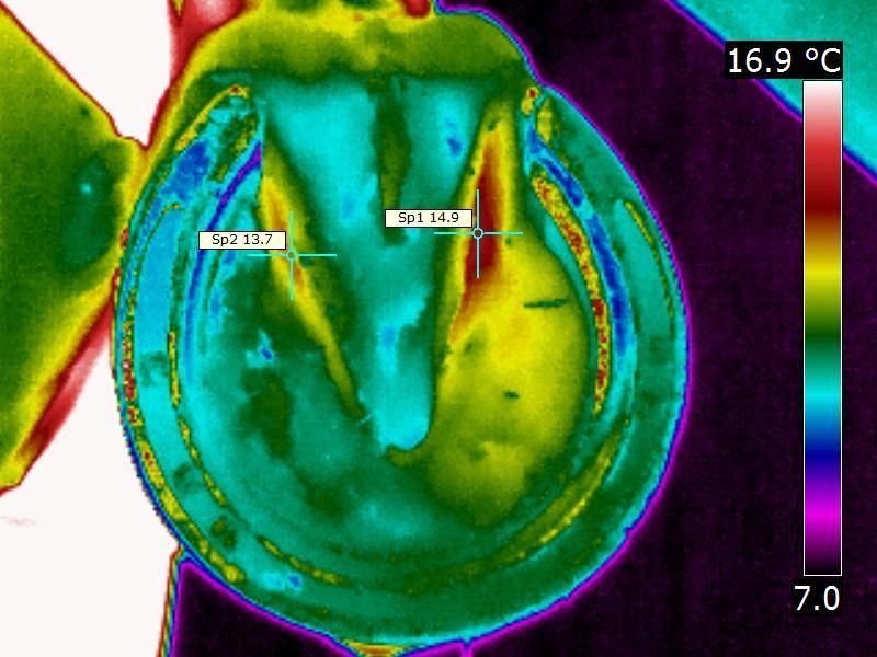 Detecting Hoof Abscess Marquis Farrier Service