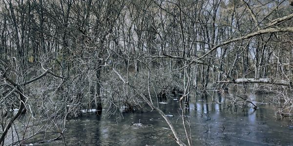 A leafless forest reflected in a calm, dark flooded area.