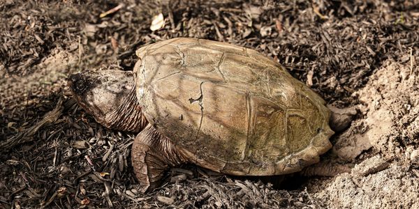 A turtle on dry soil and mulch.