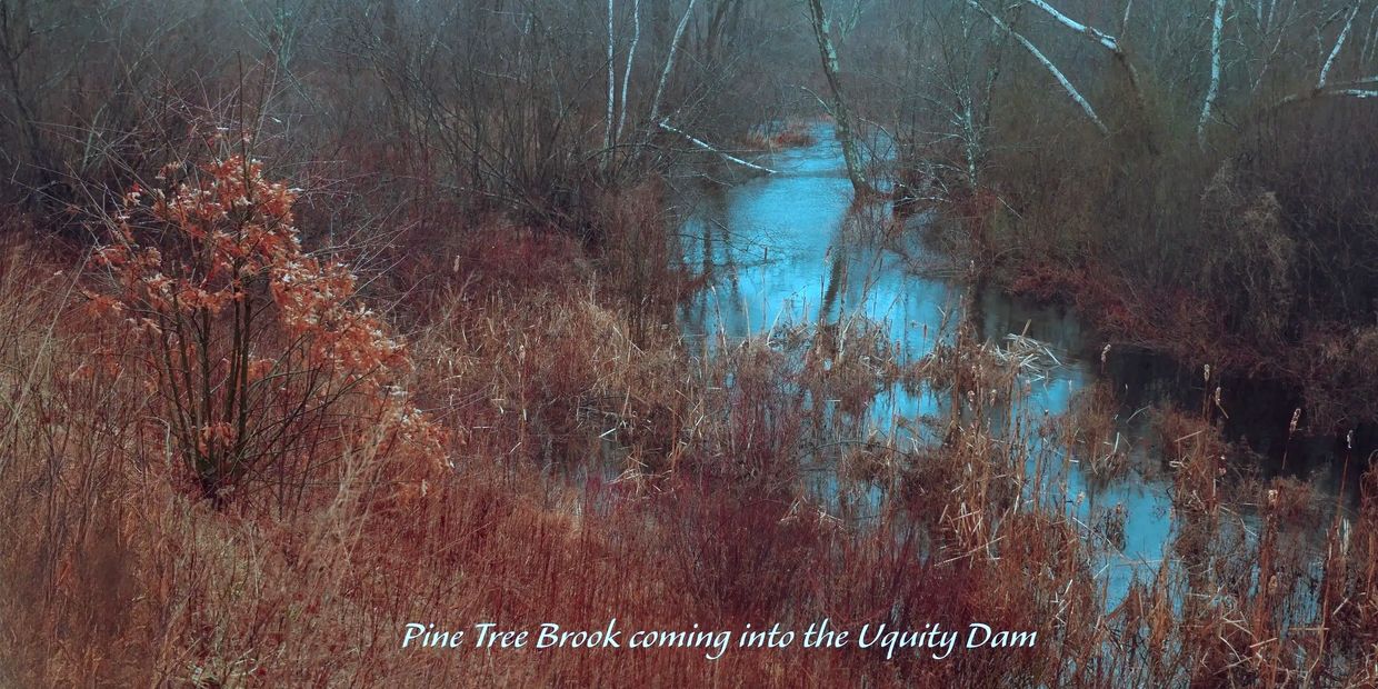 Pine Tree Brook flowing into Uquity Dam through leafless trees and dry vegetation.