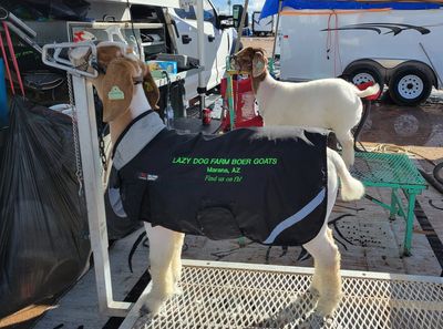 Two goats, one wearing a black coat with farm details, standing near a trailer.
