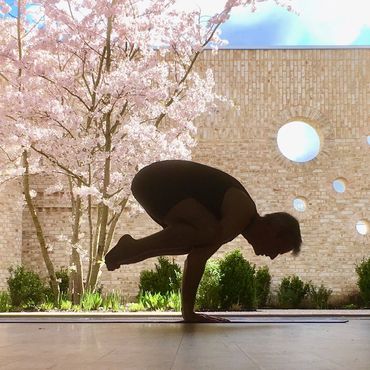 Bakasana (crow pose) below flowering cherry tree