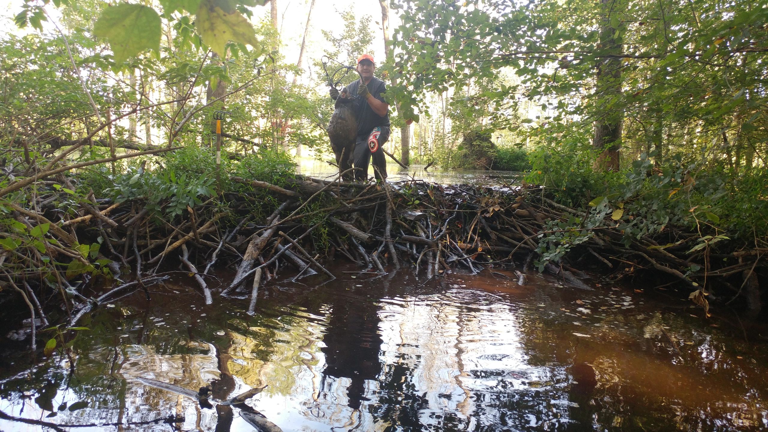 Beaver Trapping Beaver Begone