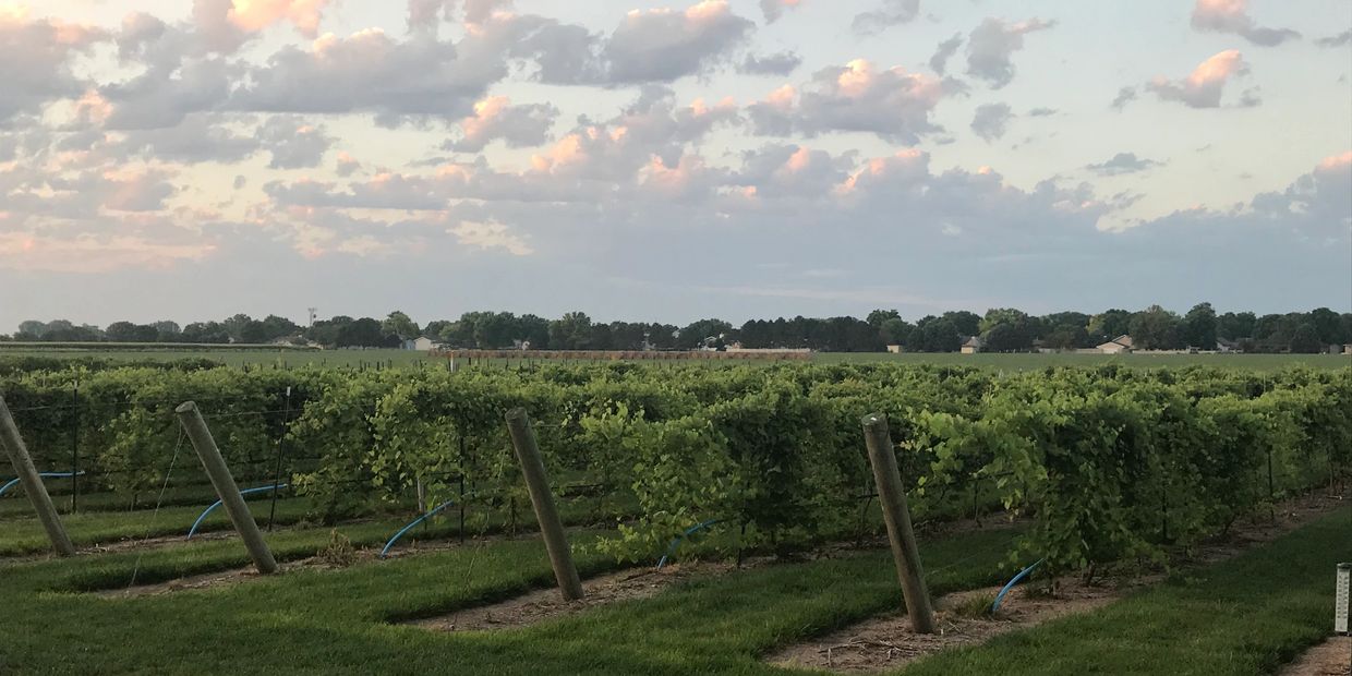 Vineyard rows under a cloudy sky at sunset.