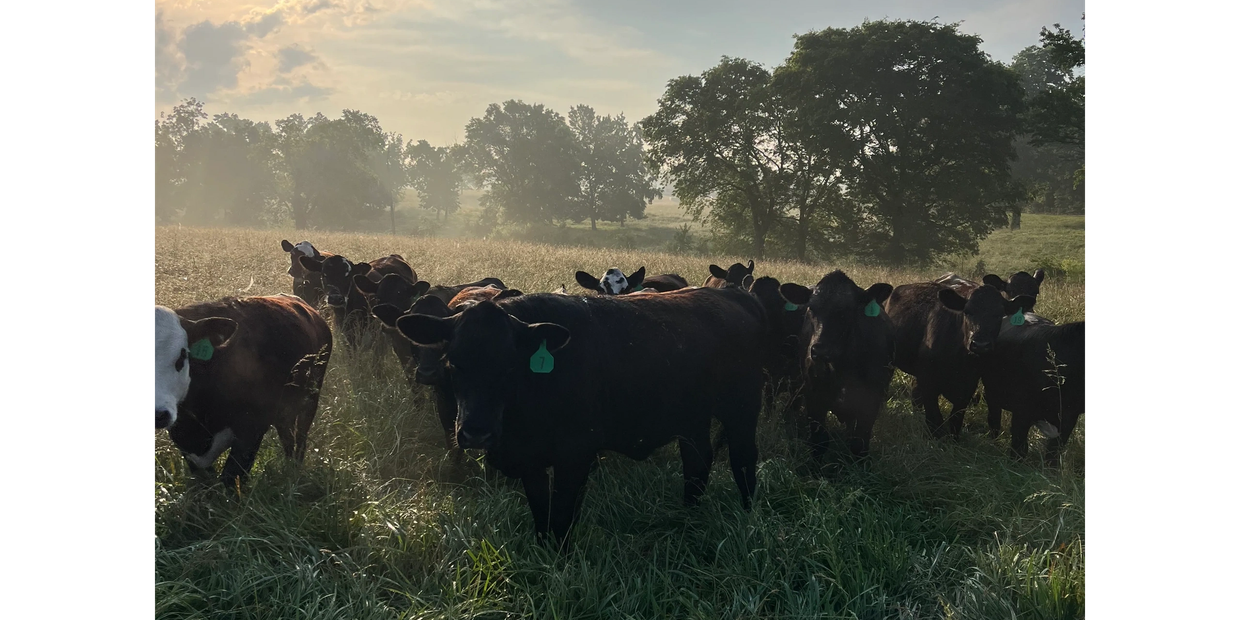 Group of cows standing together in a grassy field