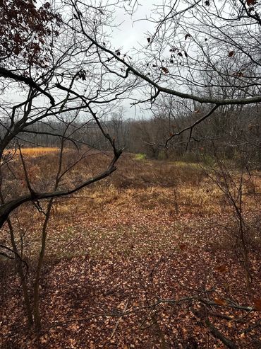 A late autumn forest scene with bare trees and fallen leaves covering the ground.