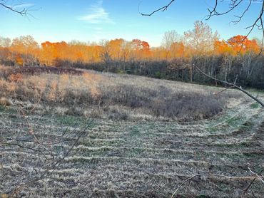 A quiet fall field with dry grass and colorful trees at sunset.