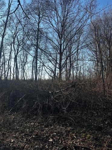 Leafless trees and dry branches under a clear blue sky in a forest.