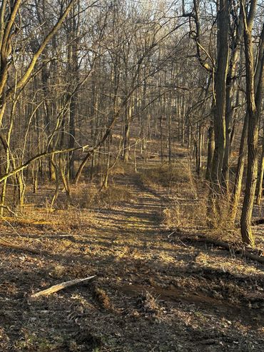 A sunlit forest path with bare trees and dry leaves.