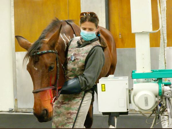 UC Davis Veterinarian Sara LeJuene in the radiology lab