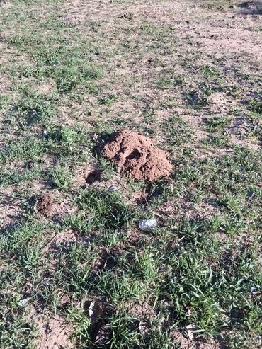 A mound of dirt on a grassy patch with scattered vegetation.