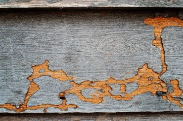 Wood Destroying Insect damage