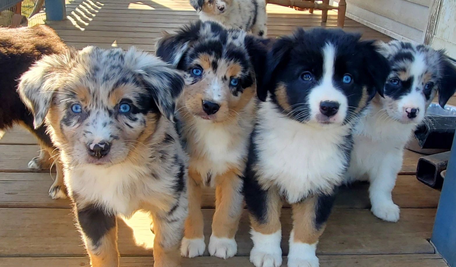 mini australian shepherd puppies for sale near me