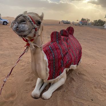 Camel Rides, Dubai UAE