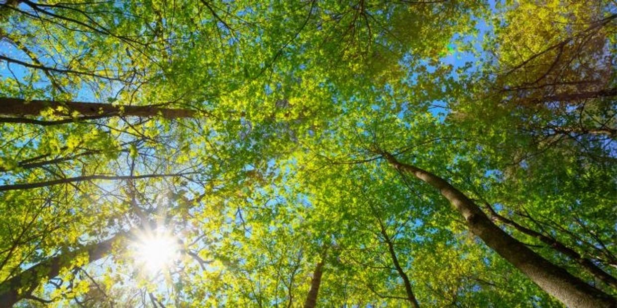 Sunlight shining through tall green trees, viewed from below, symbolising growth and perspective.