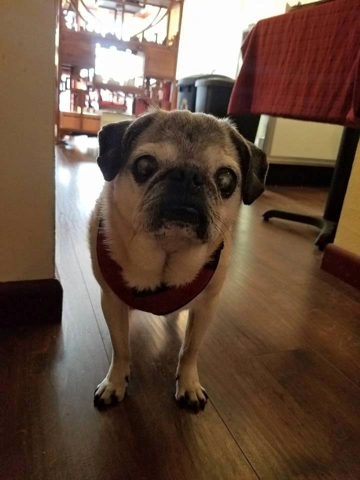 Our beloved Pug mascot, Moose, peers inquisitively into the camera. He is a favorite of our customer
