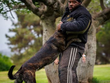 Man training a dog outdoors.