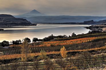 Wineries, Mt. Hood, and the Columbia River on a fall day. c 2021 Mark Forbes