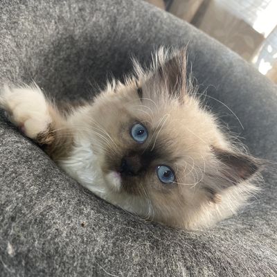 seal-bicolor-ragdoll-kitten-Louisiana blue-eyed-ragdoll-kitten-for-sale-Louisiana