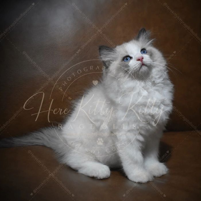 Seal Bicolor Ragdoll kitten with blue eyes sitting on a leather chair