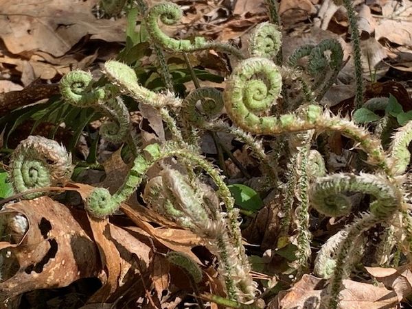 New England Native Plant Rescue