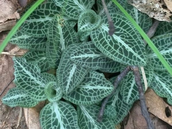 New England Native Plant Rescue