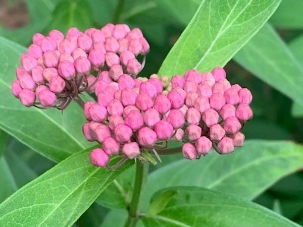 New England Native Plant Rescue