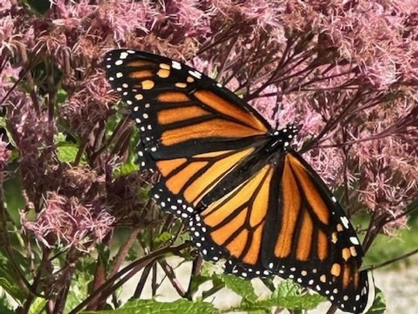 New England Native Plant Rescue