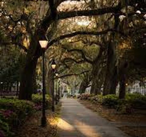 A tree-lined pathway with soft sunlight filtering through branches.
