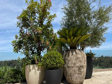 Curated Groupings of Artful Lush full Trees are one of the things I’m best known for.