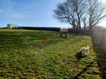 Weaving poles added for your dogs training sessions