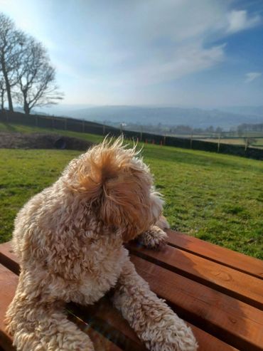 Molly taking in the beautiful view across the valley