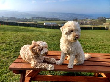 My little darlings chilling on the picnic table
