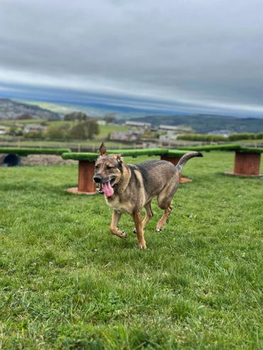 Let your dog run free in a safe and secure field