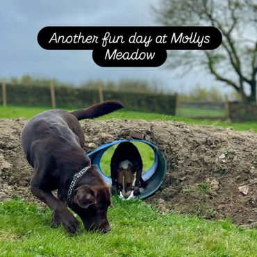 Lots of obstacles for your Pooches to play on