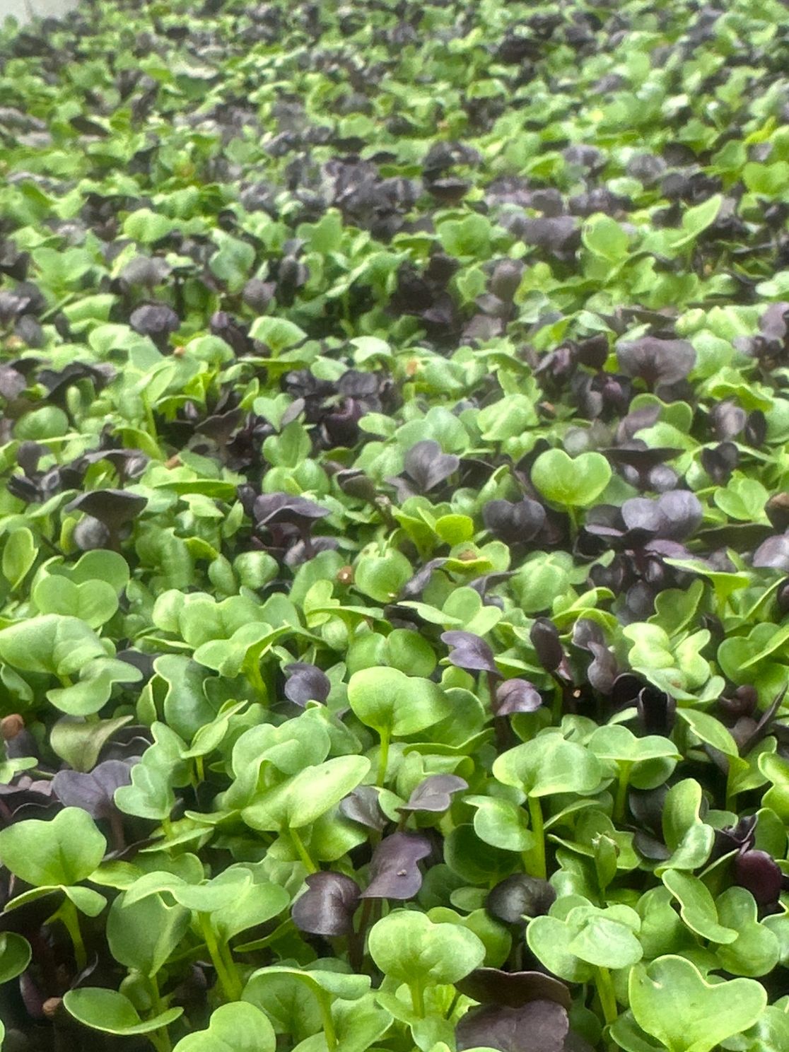 A tray of microgreen radish mix exploding with deep and vibrant green and purple colors.