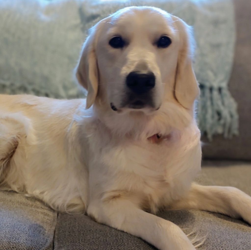 Sage is very true to her name Sage Reign! She is a beauty with true grace and honor in her personali